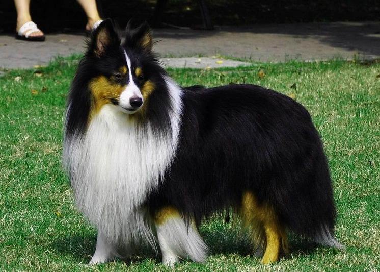 同样是牧羊犬,为什么养边牧的人比喜乐蒂多?