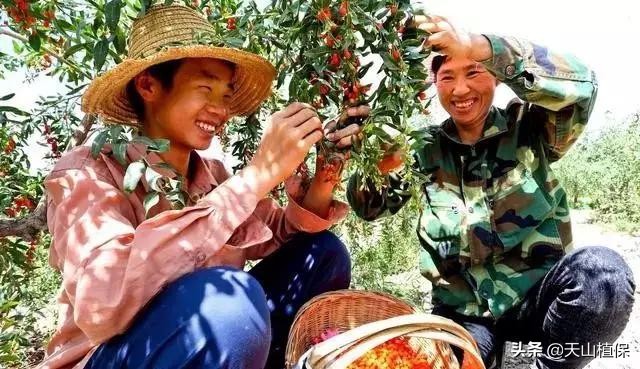 种植枸杞、金银花、天麻和桔梗，用途多销路广，市场供不应求