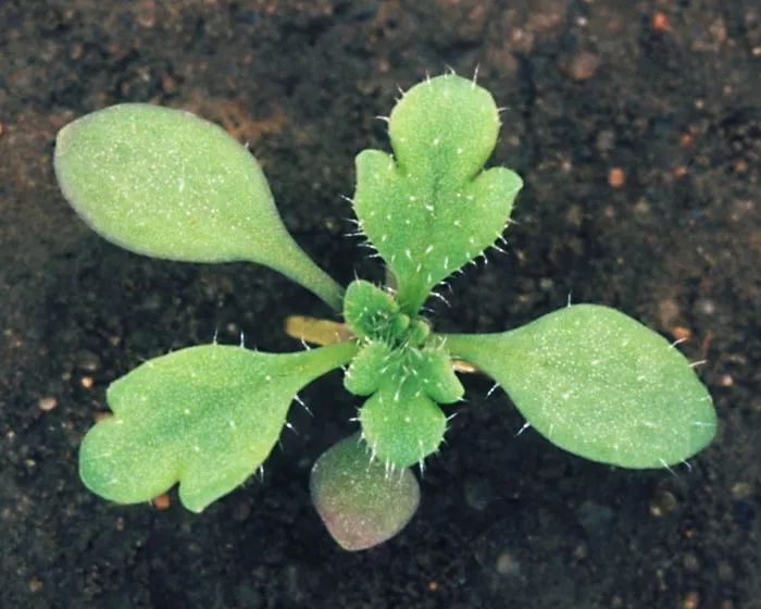 等虞美人的幼苗长出三片以上的真叶就需要适当间苗,如果是地栽养护的