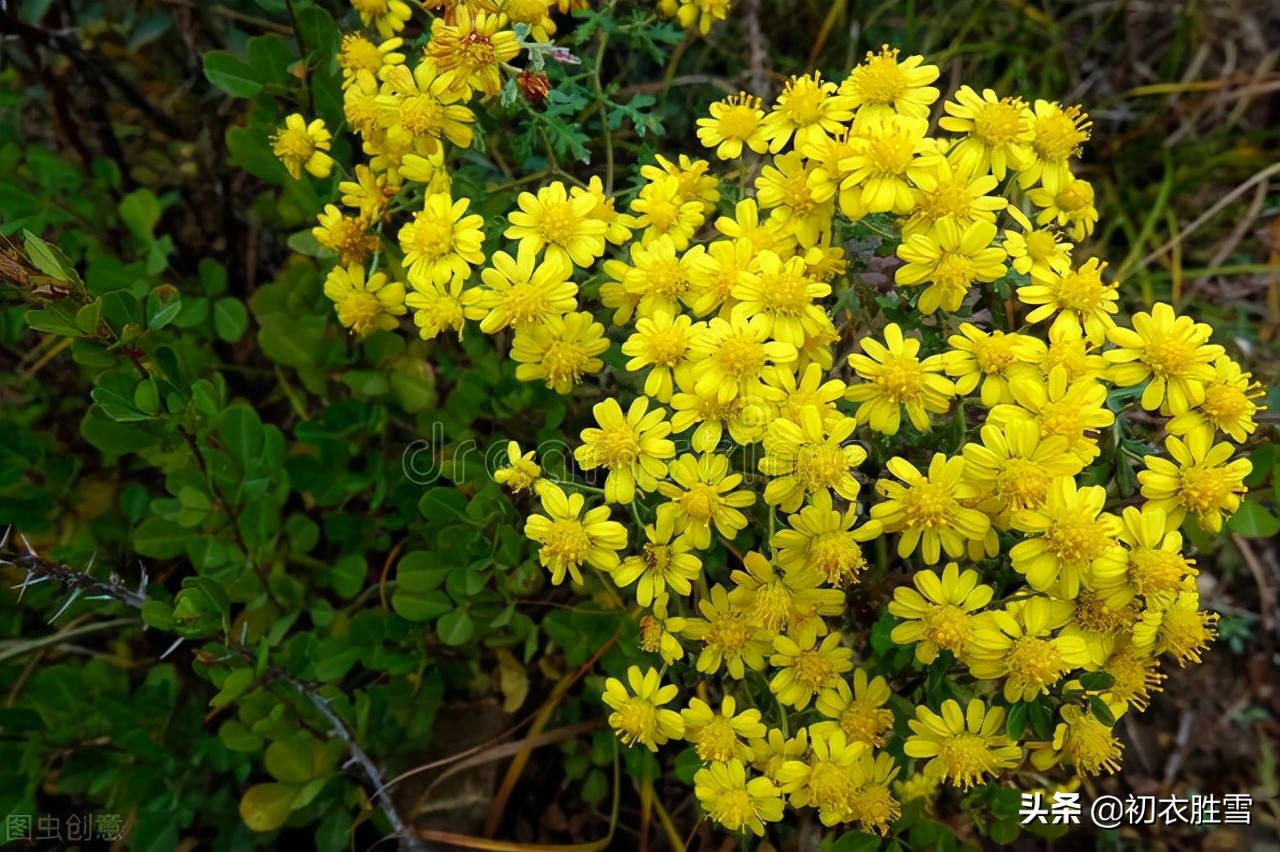 清美明快初冬古诗五首：红叶已飘千万点，菊花犹著郁金衣