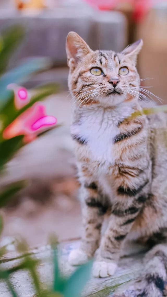 中国这10所大学壁纸第二期！厦门大学、中山大学等在列