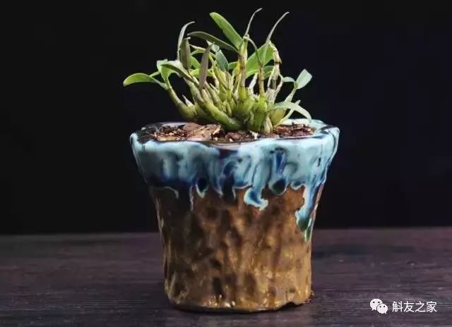 种石斛兰的植料，原来这样配比种一盆活一盆…