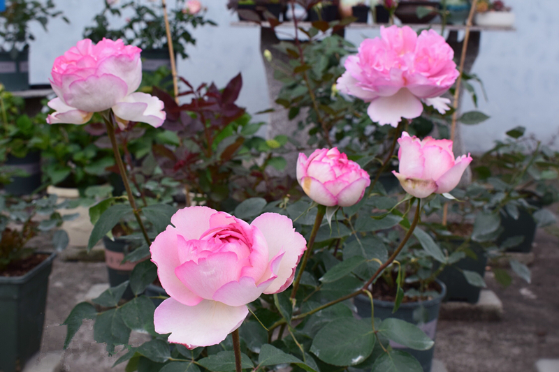 月季伊芙一号怎么养小技巧「精心整理」 -骁龙网