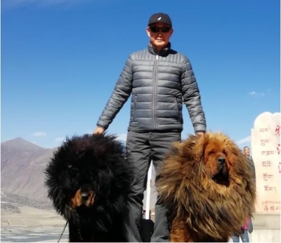 2011年青岛一头叫"轰动"的藏獒更是达到了1580万的成交价,不过这股养