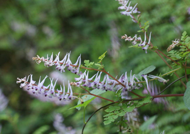 今年暑期，这3部电视剧超火，主角全部来自重庆这所高校！
