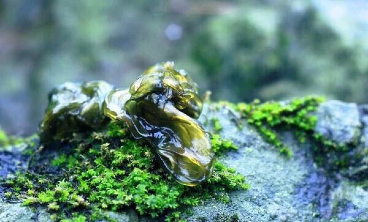 会冒出来，地软其实不是一种植物，而是一种菌藻，学名叫做普通念珠藻。也被称为地皮菜地软这种菌藻繁殖方式