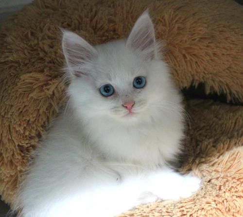 为什么蓝色眼睛的纯白色猫咪72%天生失聪?