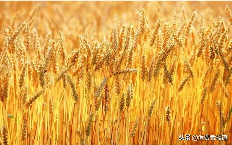 10款燕麥片對比測評：桂格、雀巢、西麥、家樂氏等9款檢出微量鎘