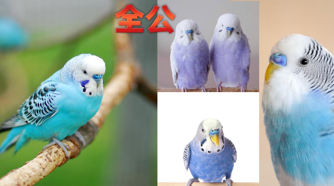 最全虎皮鹦鹉区分公母图解,幼鸟成鸟一看便知,收藏,买鸟不求人