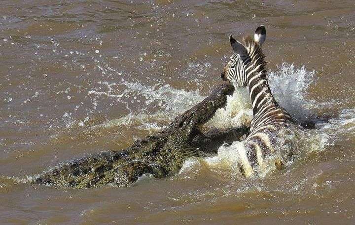 鱷魚是什么類動物,鱷魚是哪類動物