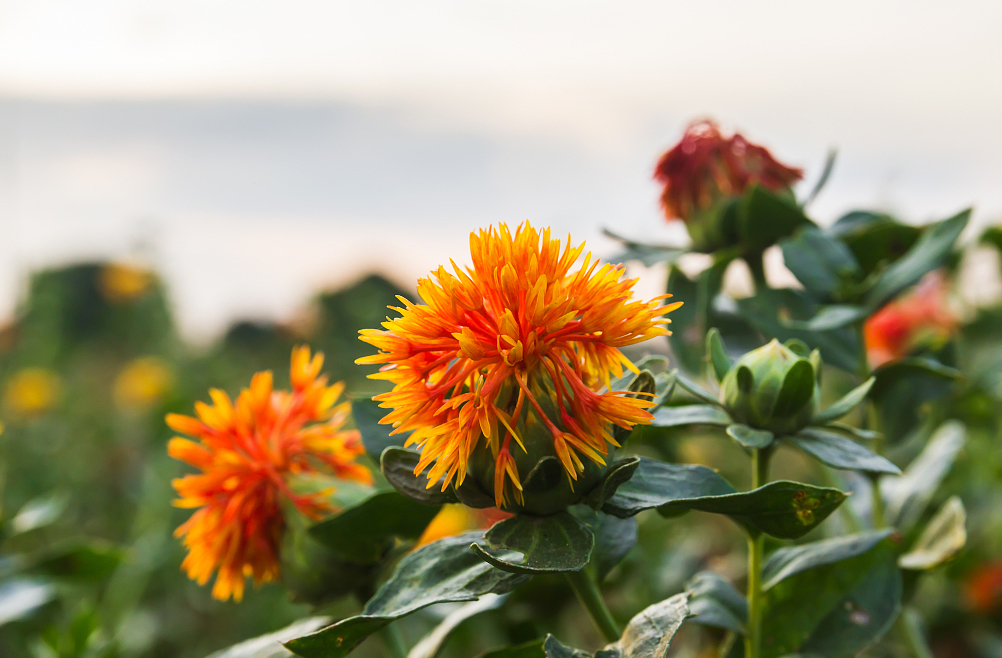 流淌于西域的液体黄金——红花籽油