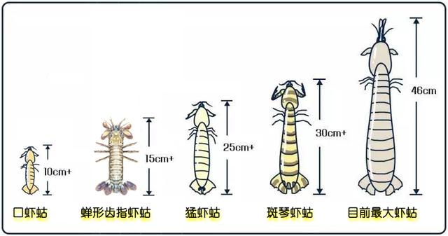 虾字的演变过程图片图片