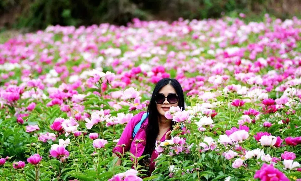30000亩芍药花开!成都出发1.5h,免费赏花、徒步、游山…绝了