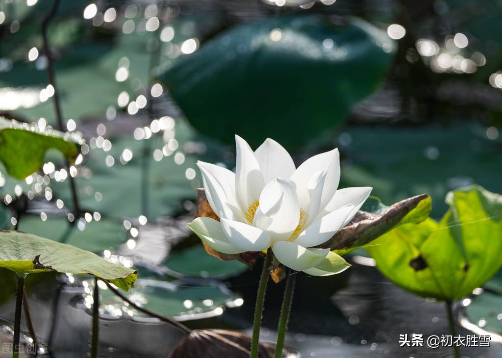 唯美秋水荷花七首：亭亭秋水玉芙蓉，明月清风，笑相逢