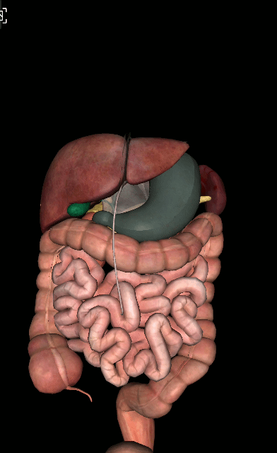 医学名词详解3:胃,你还好吗?