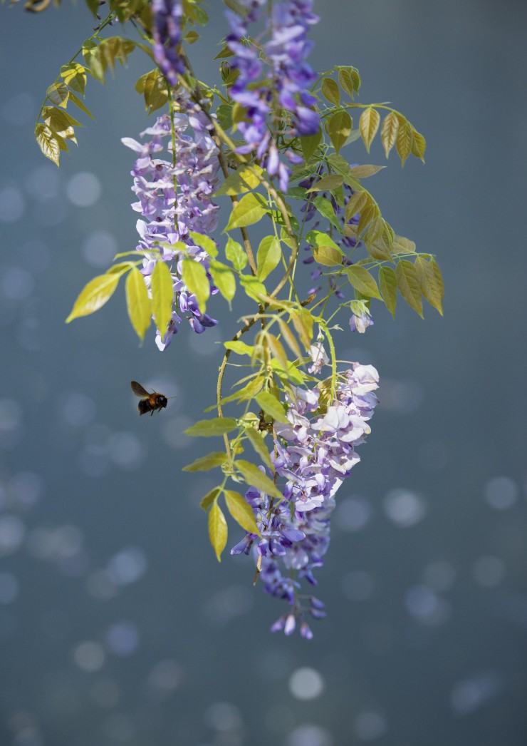 关于紫色唯美浪漫的美文(紫藤花唯美浪漫美文) _晶羽文学网
