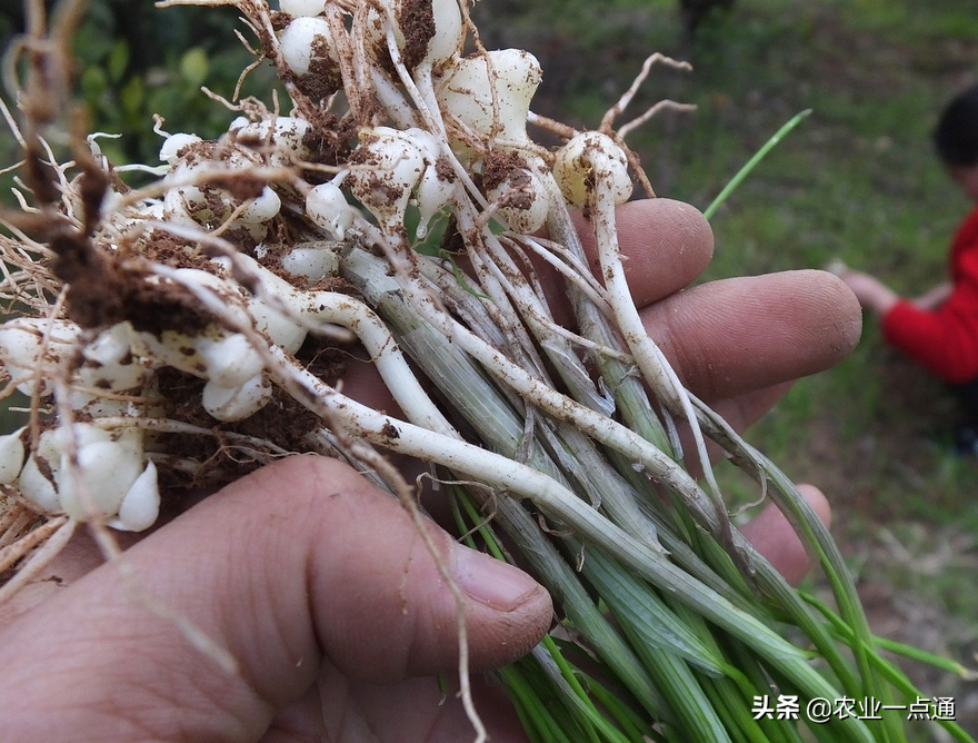 野韭菜的功效与作用(这类野菜叫 行就行