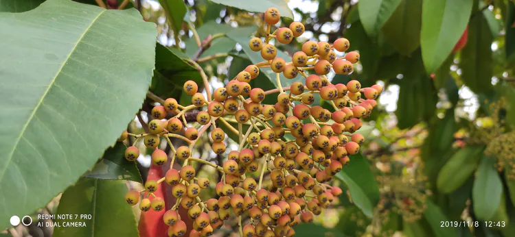 陪你一起看湖北省广水一中①——走进植物王国