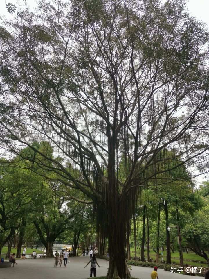 no1.纯干货分享——华南师范大学心理学专硕347考研️