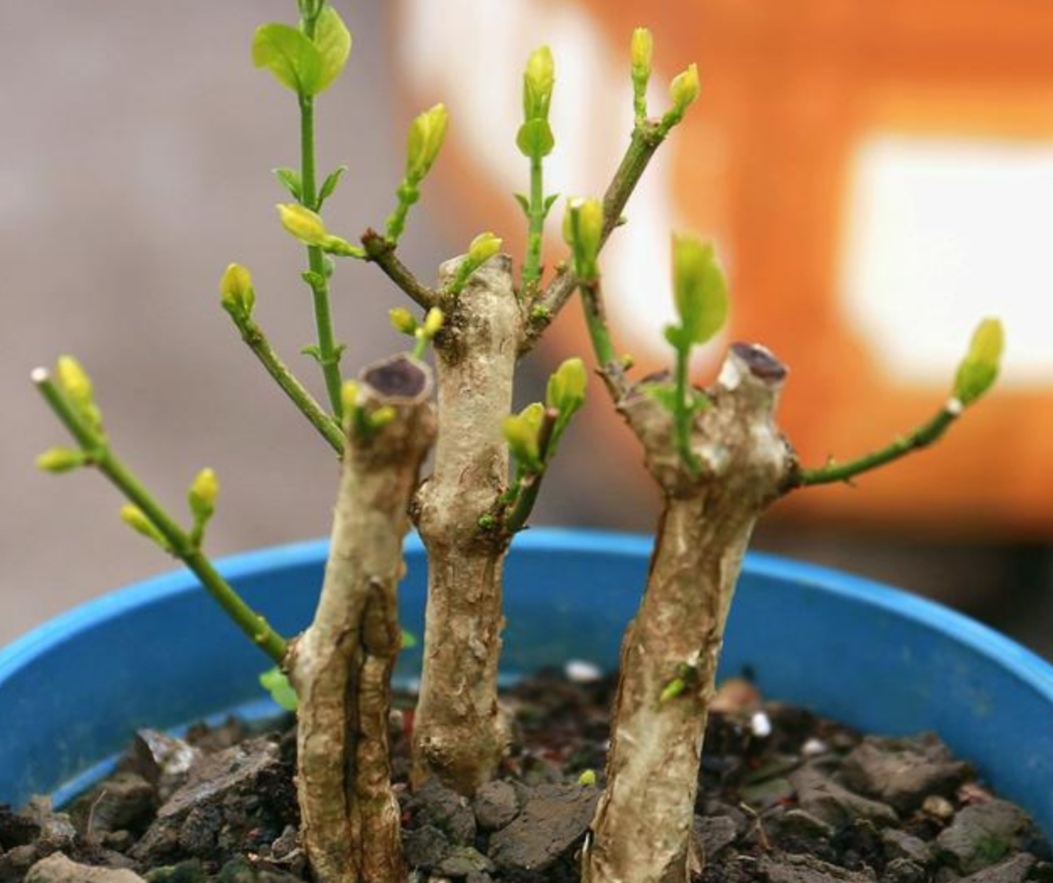 茉莉花什么时候发芽（茉莉花发芽期养护方法）