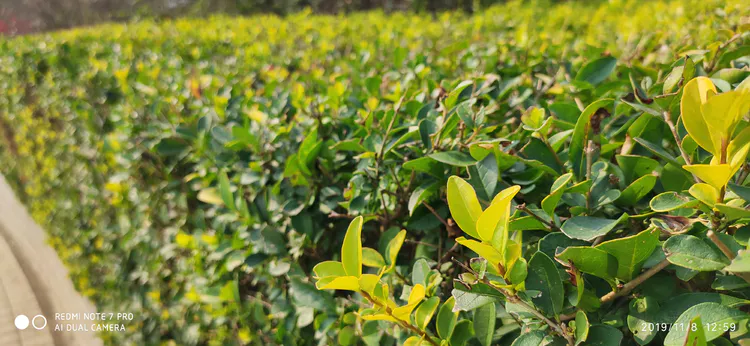 陪你一起看湖北省广水一中①——走进植物王国