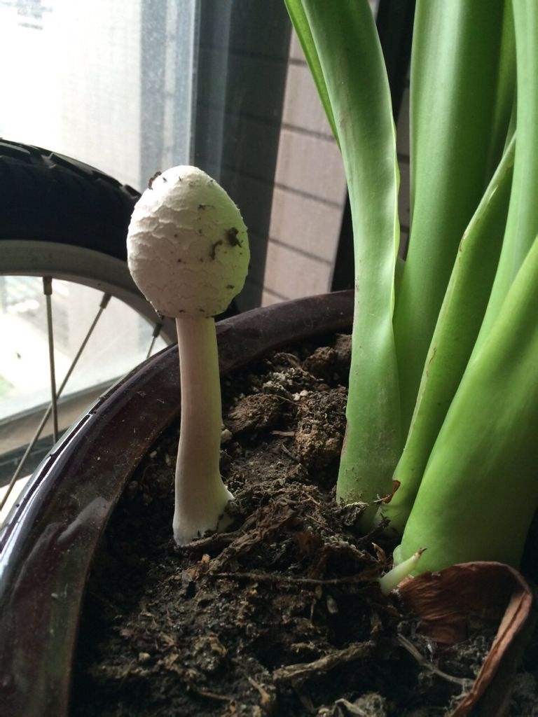 花盆里有蘑菇，说明这一点，必须纠正，不然黄叶又烂根