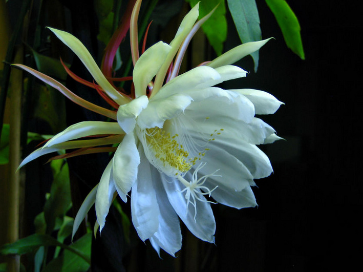 「诗词鉴赏」昙花一现为韦陀，古诗词里的昙花，一现刹那芳华