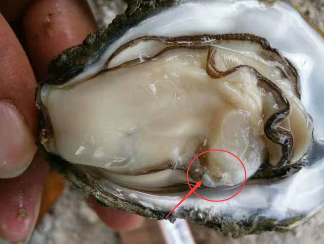 生蚝里黑色的东西是什么？以前你都吃错了！