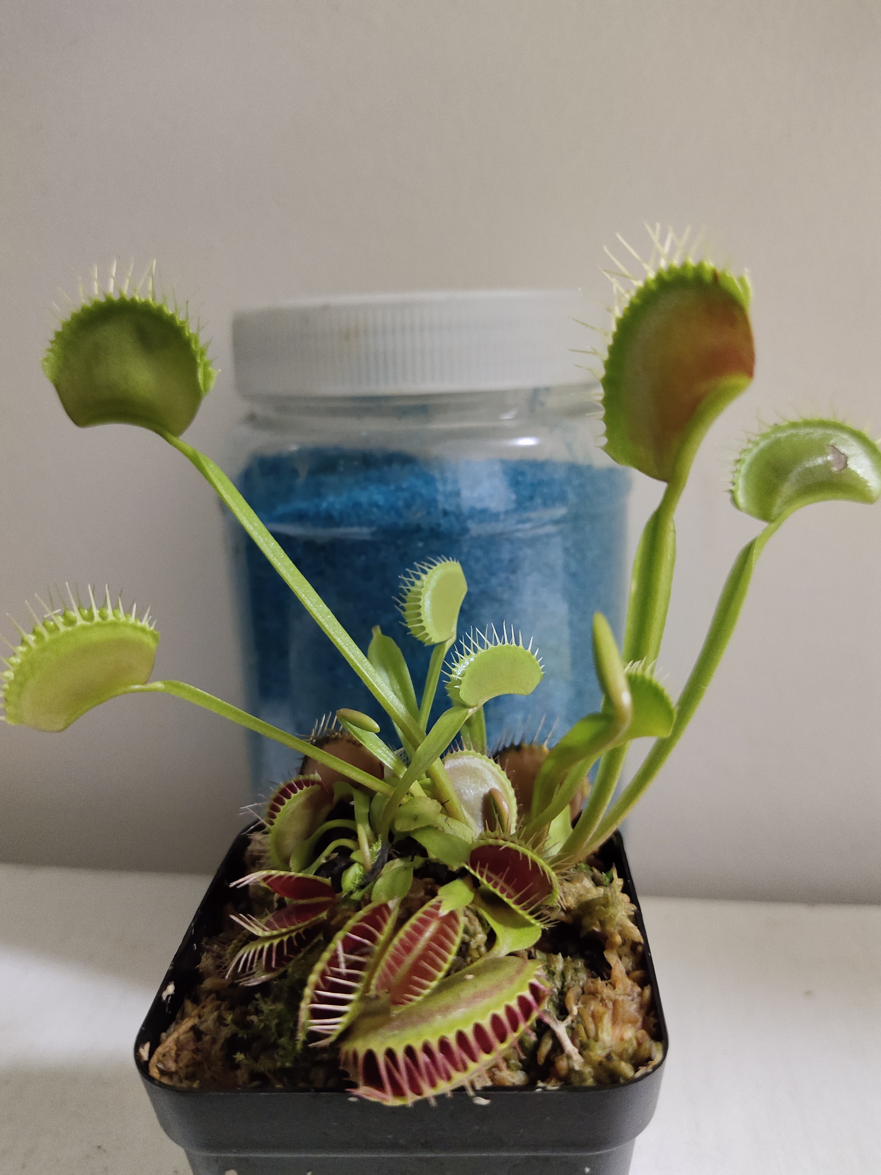 捕蝇草不好养?你可能犯了这6忌,做好养护,三个月能变成一大丛