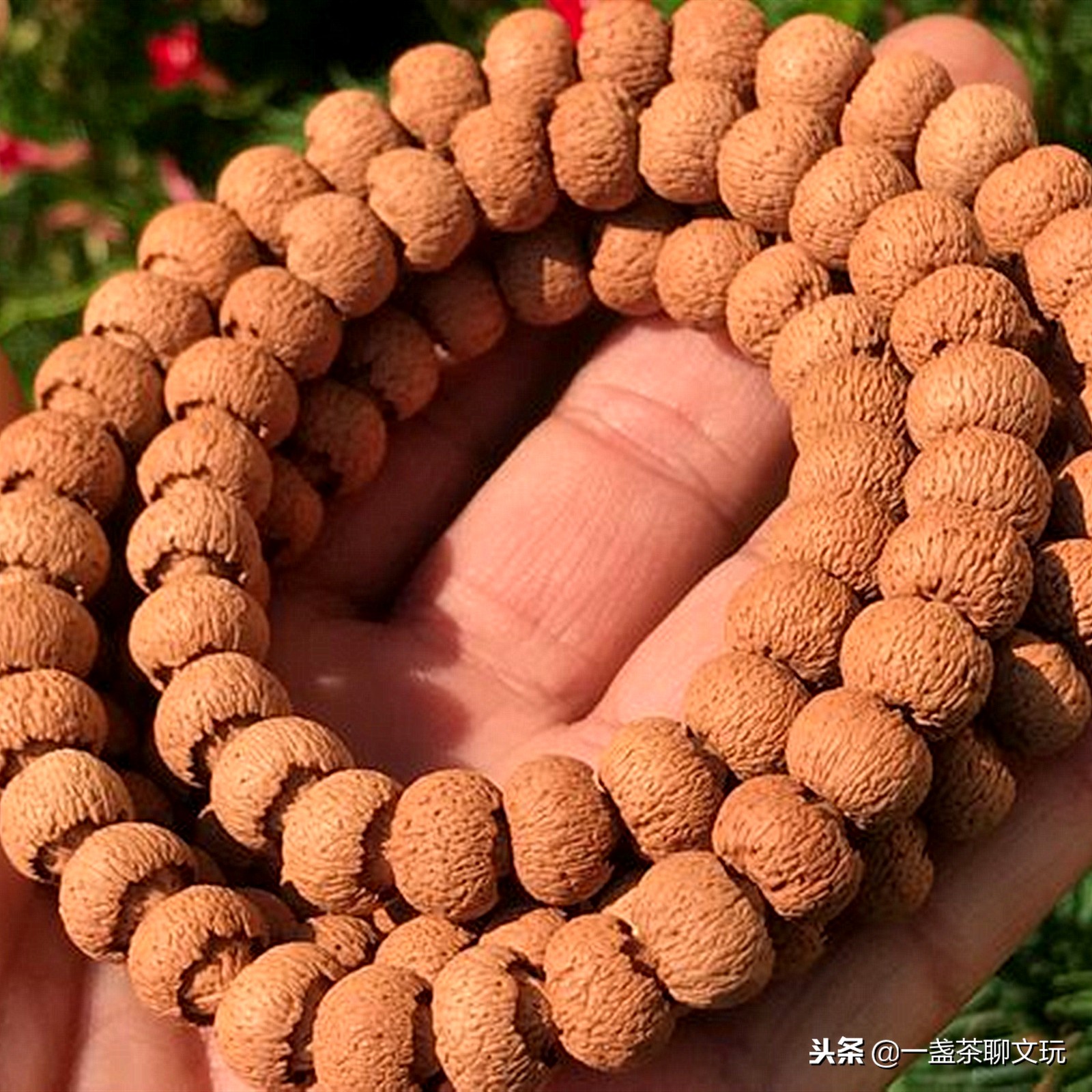 莲花菩提子,那些年被不良商家造出来的神物,如今却落得遗臭万年