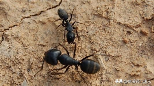 蚂蚁怕什么味道不敢来，消灭蚂蚁最高效最彻底的方法