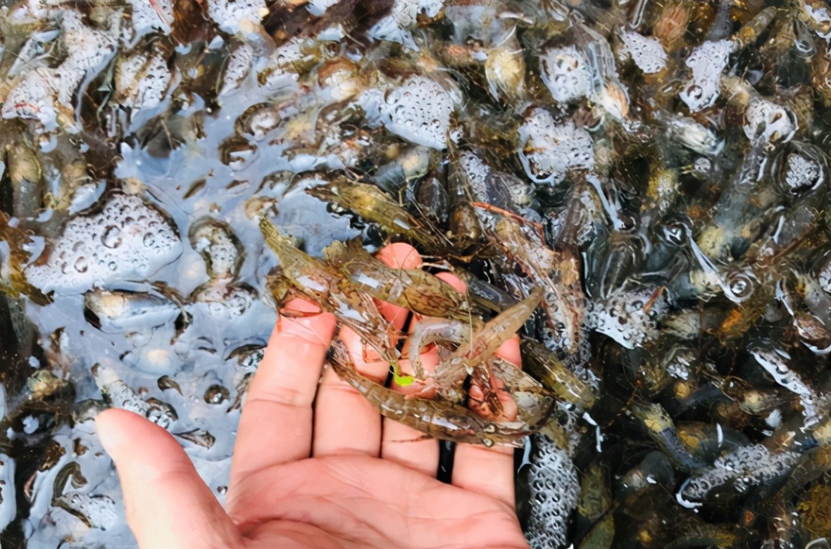 河蝦圖片,河蝦圖片大全