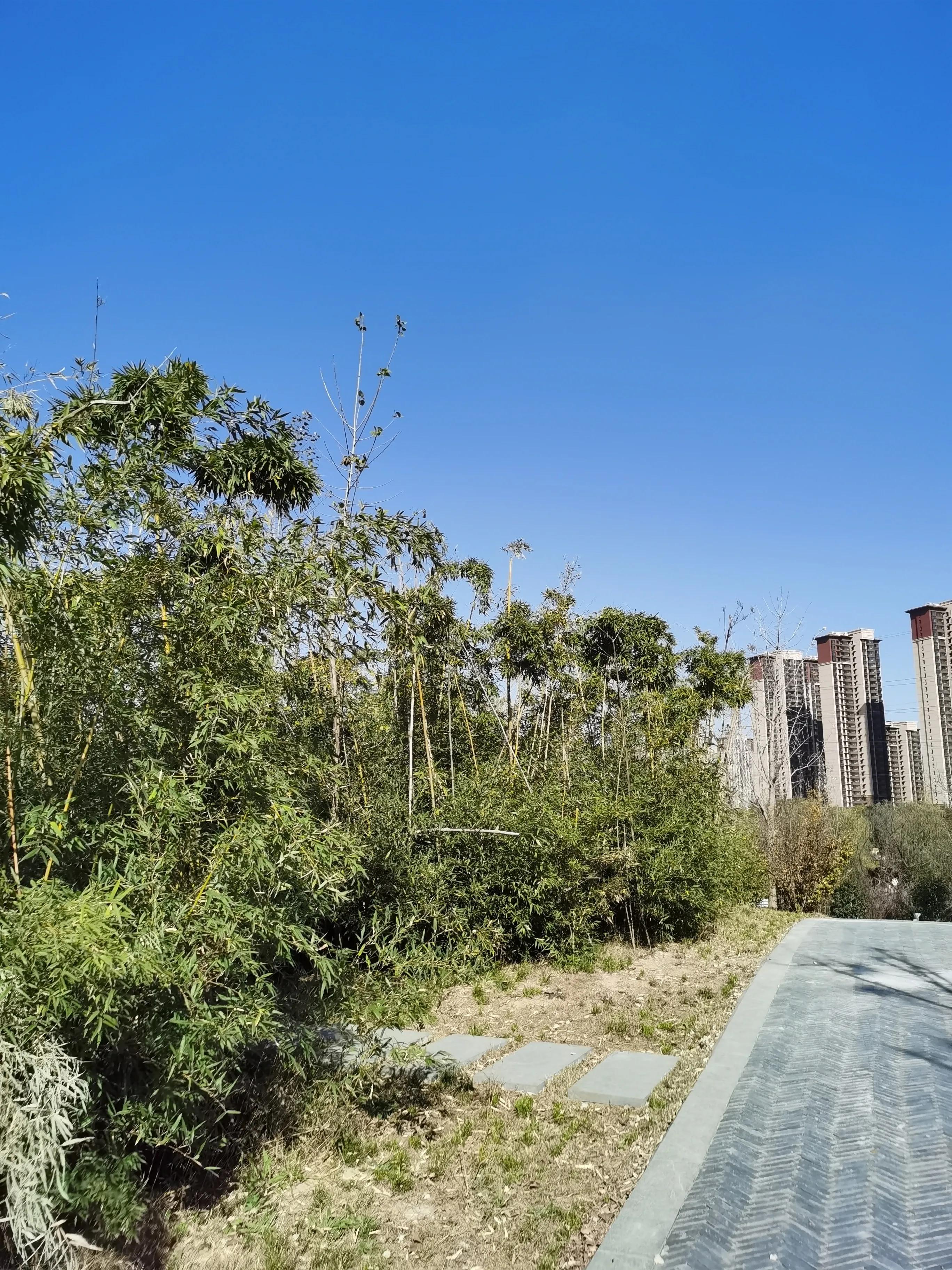 民法典第一百六十四条“代理人不当行为的法律后果”理解与适用