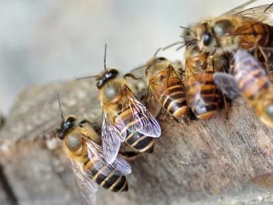 如果不小心被蜜蜂蛰了第一时间该怎么办呢？