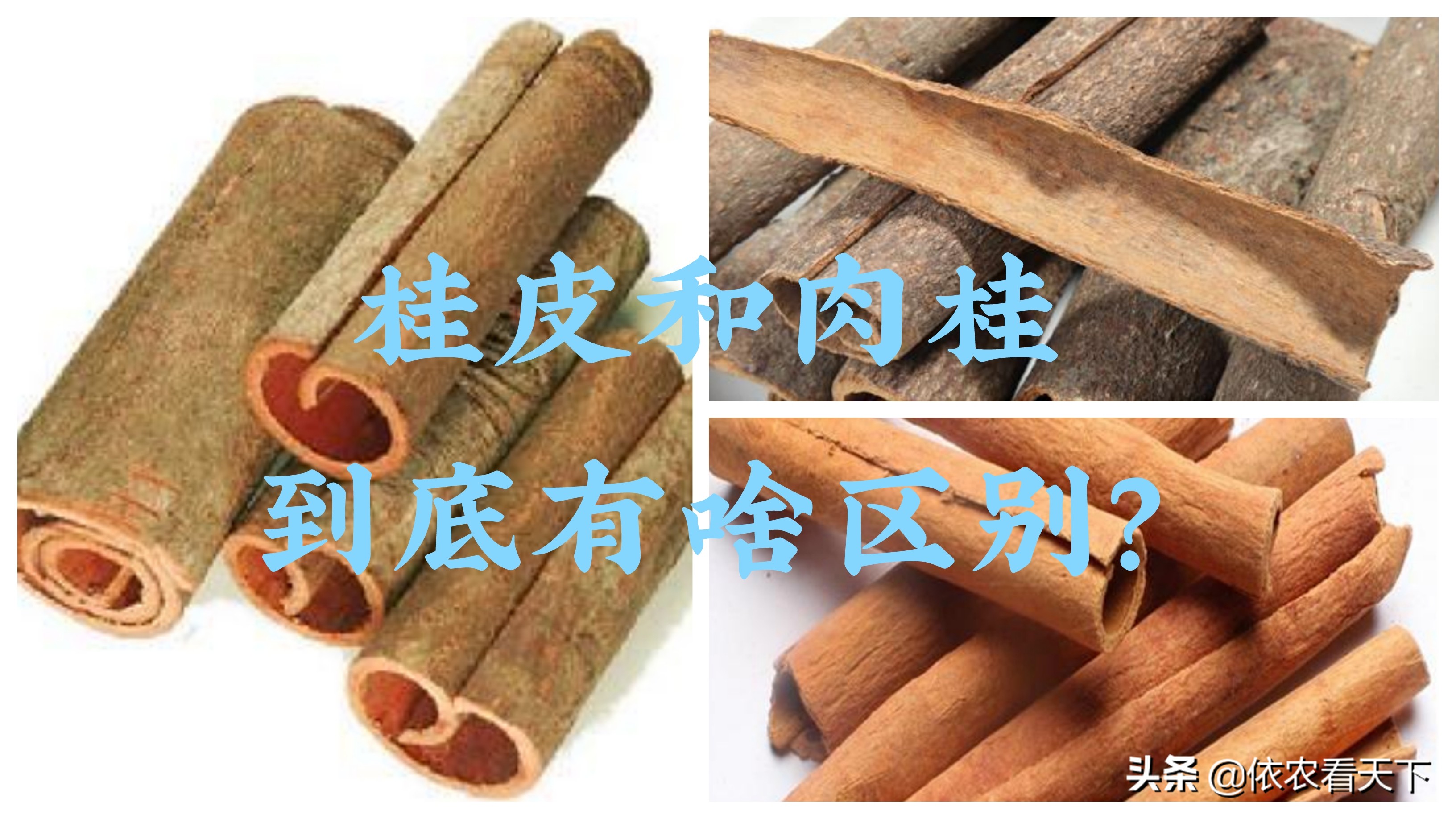 扒桂皮作香料桂花树不就死了吗桂花树是不是桂皮