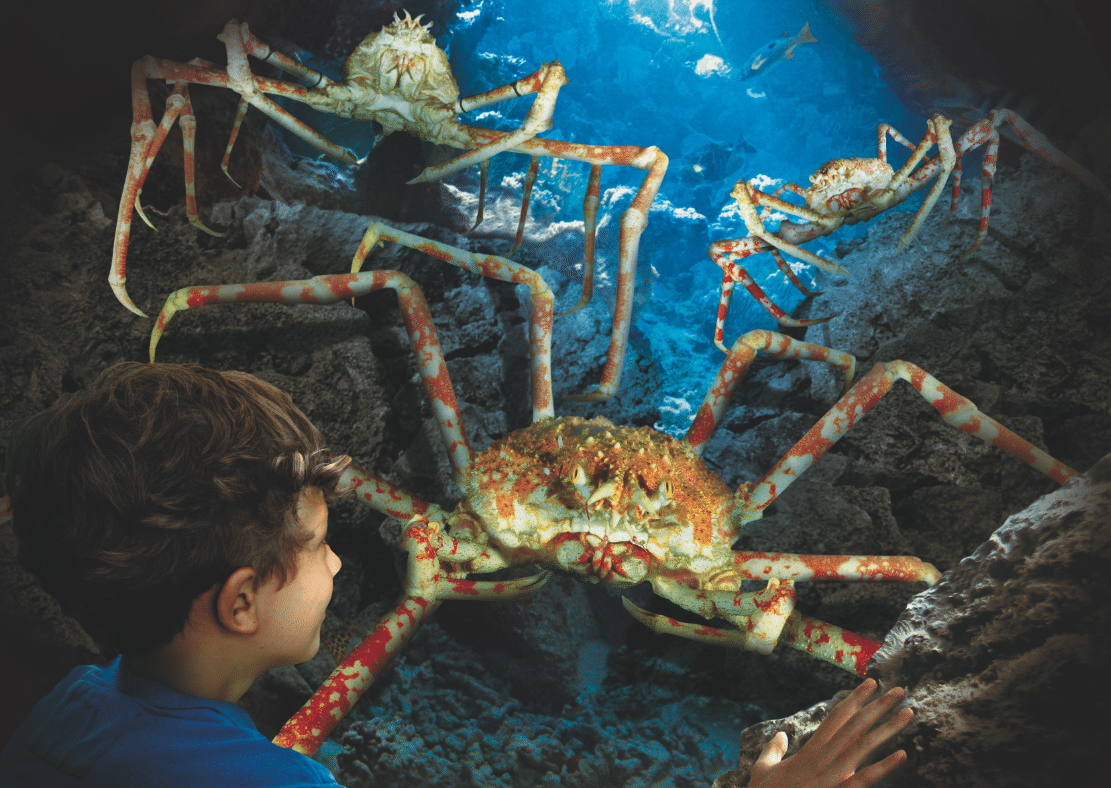 日本蜘蛛蟹身长超4米,几乎被吃灭绝,为何被谣传为杀人蟹?