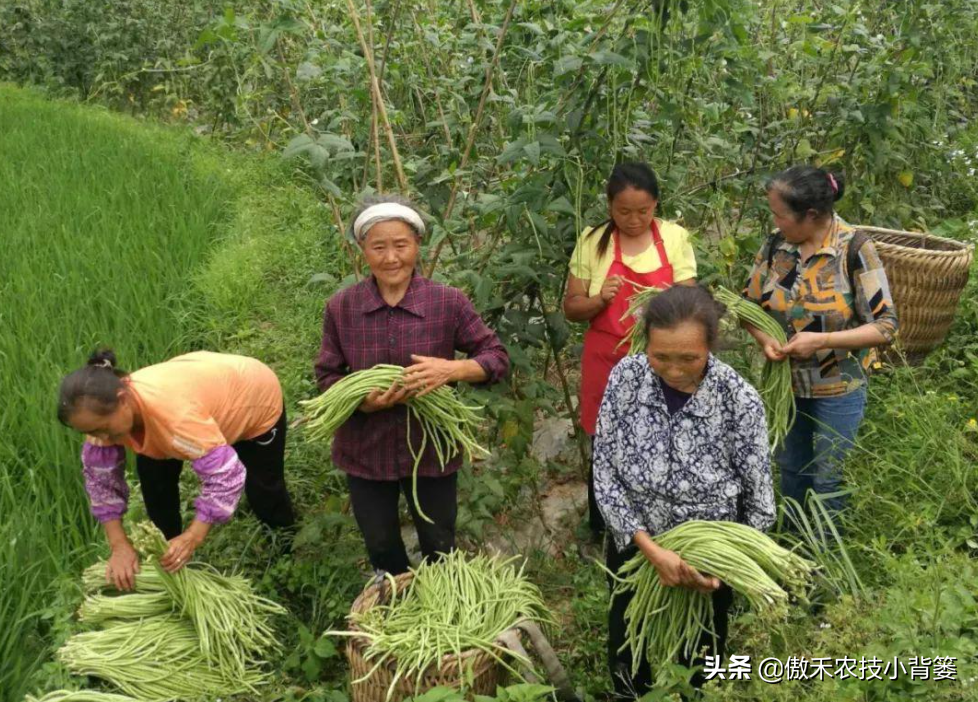 种植豆角的技术和方法（最全相关豆角种植和管理攻略）