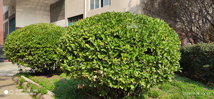 陪你一起看湖北省广水一中①——走进植物王国