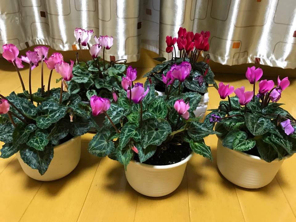 开败花的仙客来及时做好4点护理，要不然仙客来种球腐烂度夏失败