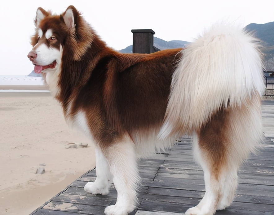 训狗新手必看！阿拉斯加犬怎么训练让它听话服从？