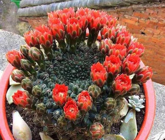 8种“养不死”的花,绿萝只能排“末尾”,再养不好就别养花了