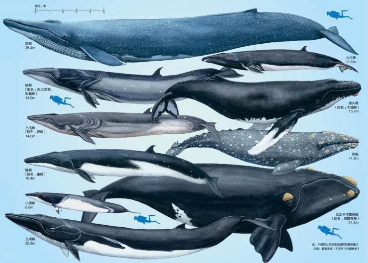 鲸鱼图片吃人(被鲸吞下一分钟) - 赤虎壹号
