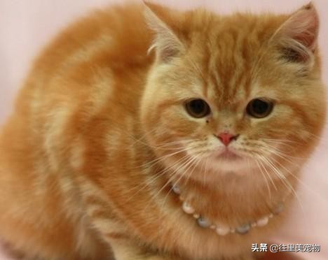 不是所有的英国短毛猫都值70万！就怕它是重点色金渐层