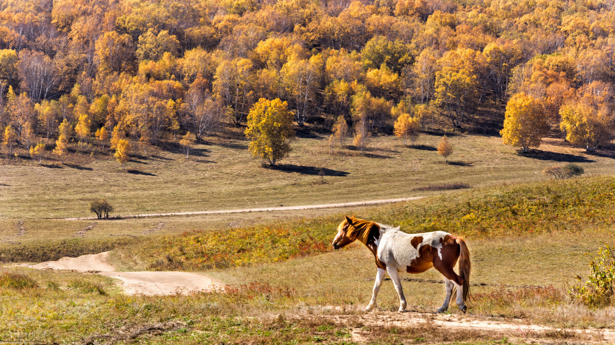 国内最美的秋色都在内蒙古，这个秋天一定要打卡，错过再等一年插图35