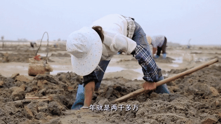 广东湛江，一种海鲜常让游客不敢动筷子，却有“天然味精”的美誉