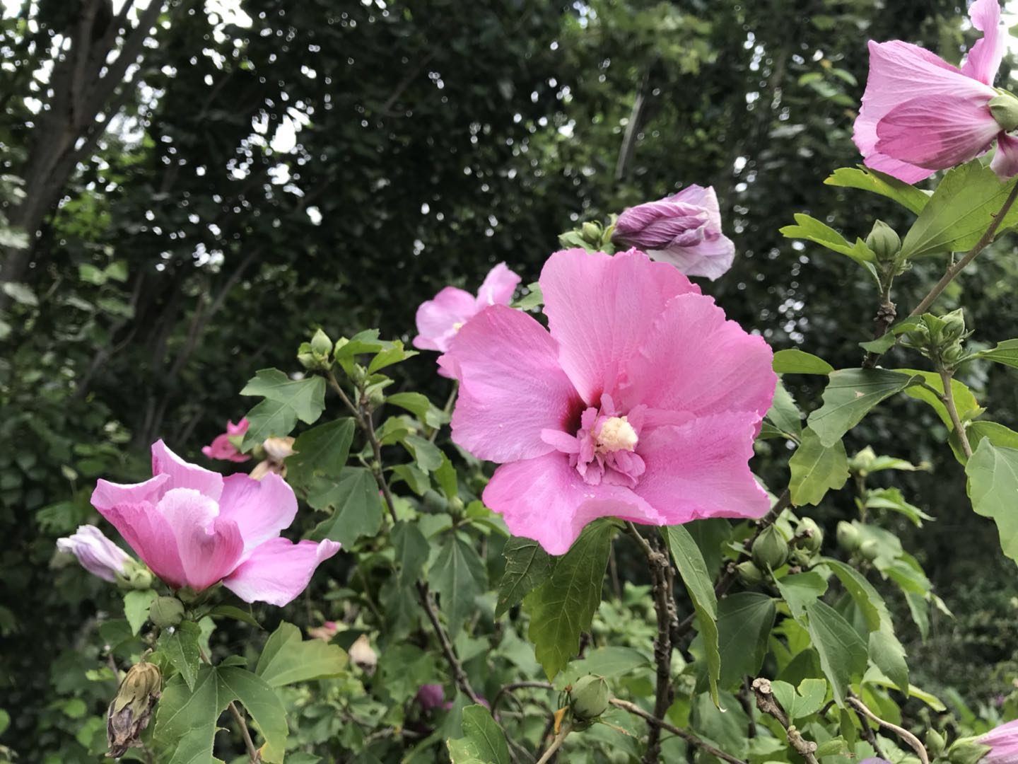 原创:隆冬时节,木槿果如小鸟,它还隐藏着如此多的故事