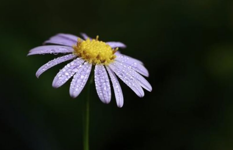 「詩詞鑑賞」野花無主為誰芳,古詩詞裡的野菊,寂寞開,別樣美