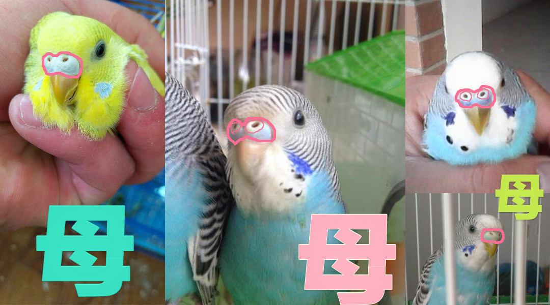 最全虎皮鹦鹉区分公母图解,幼鸟成鸟一看便知,收藏,买鸟不求人