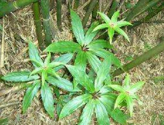 草河车别名草河车别名功效与作用