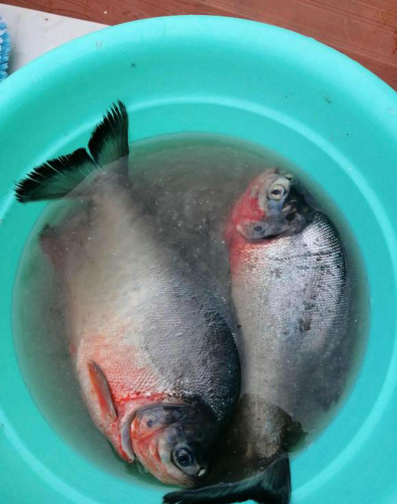 紅腹食人鯧,紅腹食人鯧魚